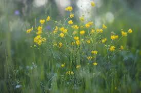 Images of lawn weeds with yellow flowers. Lawn Weeds Identification Common Lawn Weeds Uk In Your Garden
