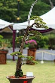 Maybe you would like to learn more about one of these? 19 Cucur Atap Bonsai Ideas Bonsai Bonsai Art Bonsai Tree