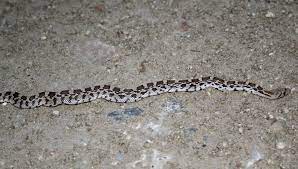 Sonoran Gophersnake Pituophis Catenifer Affinis Silver Bracelet Reptiles Snake