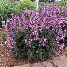 Tips for growing penstemon (beardtongue). Penstemon Midnight Masquerade Garden Crossings