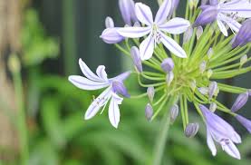 アガパンサスの花 蕾 葉 種の様子 種類や育て方 優しい雨
