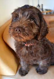 Pin By Alexandra Powell On Labradoodles Labradoodle Puppy Chocolate Labradoodle Puppy Australian Labradoodle Puppies