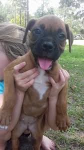 They are akc registered and full blooded. Akc Registered Flashy Puppies Boxer Dog Breeder Crazy About Boxers 386 Pet Breeder In Lake City