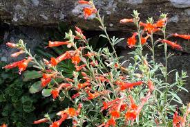 Image result for Epilobium salignum