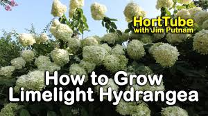 Propagate hydrangeas by rooting a cutting. How To Grow Limelight Hydrangeas Hydrangea Paniculata Or Tree Hydrangea Youtube