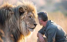 Download and use 900+ lion stock photos for free. Kevin Richardson The Lion Whisperer Hard Questions And Frank Replies Africa Geographic
