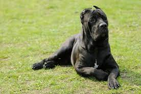 Seine klaren umrisslinien stellen seine mächtigen muskeln athletisch dar. Cane Corso Charakterstarker Italiener Mydog365 Magazin