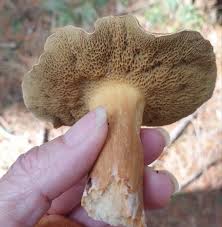 Image result for Suillus punctipes