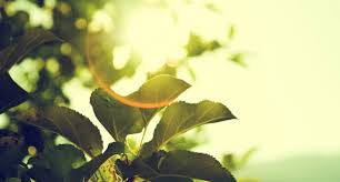 Exeter Blog Watching Nature DVDs may help to reduce anxiety in dementia  patients