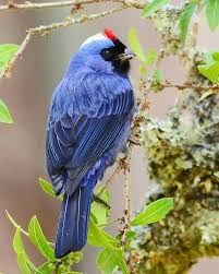 Diademed Tanager Thraupidae Stephanophorus Diadematus Kus Resimleri Hayvanlar Kus