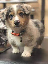 Bloodlines red factored up to date on worming and. Discover The Most Adorable Mix Breed Corgi And Husky Mix Corgi Husky Corgihusky Corg Welsh Corgi Puppies Australian Shepherd Mix Puppies Corgi Mix Puppies