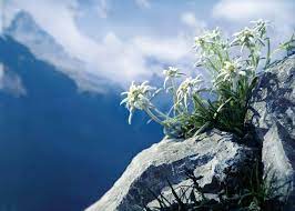 Edelweiss Garden Valley Flowers Alpine Plants