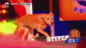 Check spelling or type a new query. A Vermont Shelter Pup Is Participating In This Year S Puppy Bowl Local 22 44 News