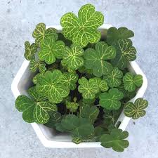 Image result for Oxalis debilis