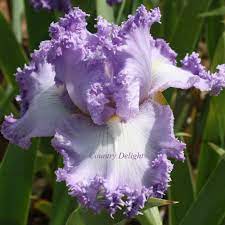 Tbsupermodel Tbpthrut Iris Wiki Iris Garden Garden Catalogs Lilac Flowers