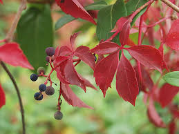 Image result for Parthenocissus