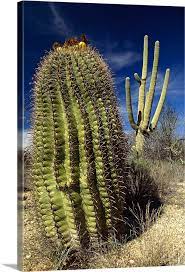 Fishhook barrel cactus (page 1). Saguaro With Fishhook Barrel Cactus Sonoran Desert Arizona Wall Art Canvas Prints Framed Prints Wall Peels Great Big Canvas