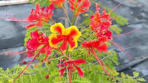 Image result for Caesalpinia rostrata
