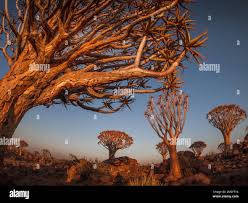 Image result for Cyphostemma hermannioides