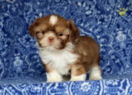 Lancaster puppies has your shih tzu for sale. Scotty Shih Tzu Puppy For Sale In Gap Pa Happy Valentines Day Happyvalentinesday2016i