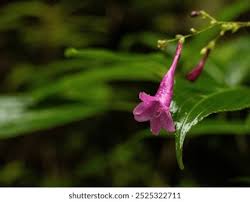 Image result for Isoglossa