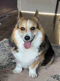 How Beautiful it is ? Can you tell ? Hii guys, i m new here , please say  "Hii" to my dog I have five dogs at home and this is cutest