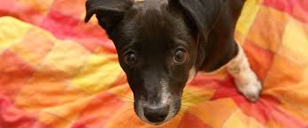 Check spelling or type a new query. How To Help Your Pet Adapt To His New Home D Natural Style