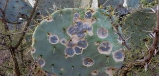 Cacti is a tasty and nutritious succulent that many bugs will have no problem eating. How To Get Rid Of Cactus Fungus World Of Succulents