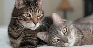 ‪How To Stop Feline Aggressions & Prevent Cats From Fighting‬‏
