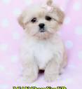 Peekapoo Puppies | perfectpekskennel