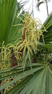 Image result for Livistona australis