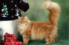 They have been documented in russia for hundreds of some have two different colored eyes, and some even have blue eyes. Siberian Lynx Kitten Orange Siberian Cat Colors