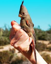 Birds Of The Southwest Desert محمد حسن On Instagram The Pyrrhuloxia Or Desert Cardinal Cardinalis Sinuatus Is A Medium Beautiful Birds Animals Beautiful Hope Is The Thing With Feathers