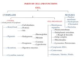 the cell