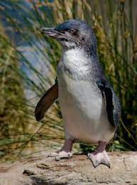 Animal Facts Animal Facts Penguins Penguin Facts