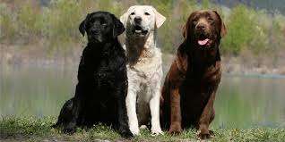 which labrador colour is best