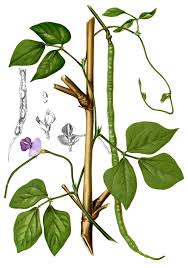 Image result for Vigna frutescens