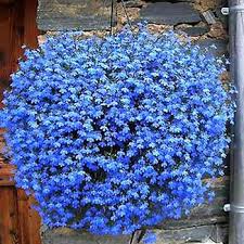 Hangenden Bluten Balkon Blume Blume Blau Blumensamen Leinsamen Aussaat Fruhjahr Und Herbst Pan American Arten In Balkon Blumen Blumensamen Blaue Blumen