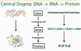 which of the following is the final product of a gene