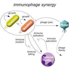 Maybe you would like to learn more about one of these? Synergy Between The Host Immune System And Bacteriophage Is Essential For Successful Phage Therapy Against An Acute Respiratory Pathogen Cell Host Microbe