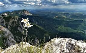 Romania A Beautiful Edelweiss Growing In The Height Of Mountains Beautiful Places To Visit Visit Romania Natural Landmarks