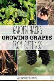 However, if the vine is a grape of european origin, you will need to graft it onto root stock. How To Root Grapevines From Cuttings Grape Plant Grape Vines Grapes