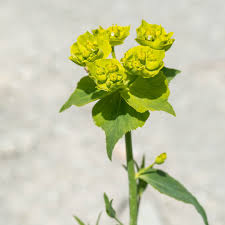 Image result for Euphorbia serratifolia