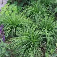 Pilzkopf Segge Carex Caryophyllea The Beatles Ziergras Vorgarten Gartenboden