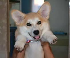 pin on fun dog pictures phoenix dog training k9katelynn see more about scottsdale dog training at k9katelynn com