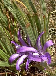 Image result for Babiana bainesii