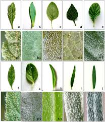 Image result for Heliotropium zeylanicum