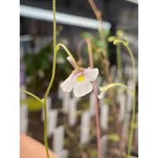 Image result for Genlisea hispidula