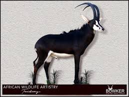 A well planned african addra gazelle animal safari from the north of kenya to the tip of the african. South African Taxidermy Prices Nick Bowker Hunting