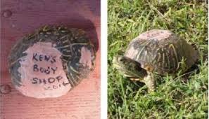 سلحفاة تعود إلى رجل أصلح صدفتها بعد عام من العلاج